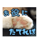 ねこ ゆるめ ふとめ（個別スタンプ：3）