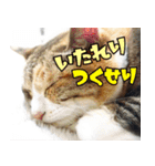 ねこ ゆるめ ふとめ（個別スタンプ：4）