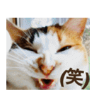 ねこ ゆるめ ふとめ（個別スタンプ：5）