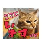 ねこ ゆるめ ふとめ（個別スタンプ：6）