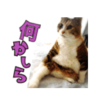 ねこ ゆるめ ふとめ（個別スタンプ：7）