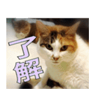 ねこ ゆるめ ふとめ（個別スタンプ：9）
