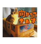 ねこ ゆるめ ふとめ（個別スタンプ：10）