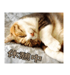 ねこ ゆるめ ふとめ（個別スタンプ：11）