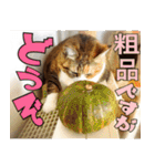 ねこ ゆるめ ふとめ（個別スタンプ：12）
