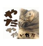 ねこ ゆるめ ふとめ（個別スタンプ：13）