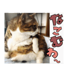 ねこ ゆるめ ふとめ（個別スタンプ：14）