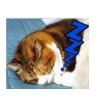 ねこ ゆるめ ふとめ（個別スタンプ：15）