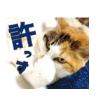 ねこ ゆるめ ふとめ（個別スタンプ：17）