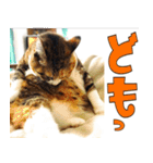 ねこ ゆるめ ふとめ（個別スタンプ：18）