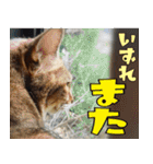 ねこ ゆるめ ふとめ（個別スタンプ：19）