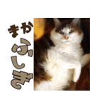 ねこ ゆるめ ふとめ（個別スタンプ：20）