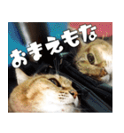 ねこ ゆるめ ふとめ（個別スタンプ：21）