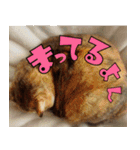 ねこ ゆるめ ふとめ（個別スタンプ：23）