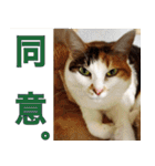 ねこ ゆるめ ふとめ（個別スタンプ：24）