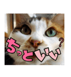 ねこ ゆるめ ふとめ（個別スタンプ：25）