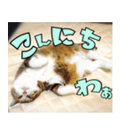ねこ ゆるめ ふとめ（個別スタンプ：26）