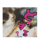 ねこ ゆるめ ふとめ（個別スタンプ：27）