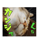 ねこ ゆるめ ふとめ（個別スタンプ：28）