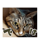 ねこ ゆるめ ふとめ（個別スタンプ：29）