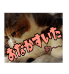 ねこ ゆるめ ふとめ（個別スタンプ：30）