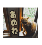 ねこ ゆるめ ふとめ（個別スタンプ：31）
