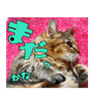 ねこ ゆるめ ふとめ（個別スタンプ：32）