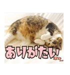 ねこ ゆるめ ふとめ（個別スタンプ：33）