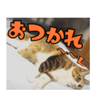 ねこ ゆるめ ふとめ（個別スタンプ：35）
