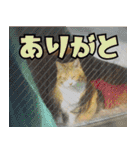 ねこ ゆるめ ふとめ（個別スタンプ：36）
