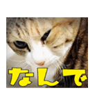 ねこ ゆるめ ふとめ（個別スタンプ：37）
