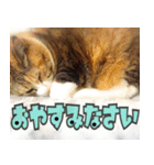 ねこ ゆるめ ふとめ（個別スタンプ：38）
