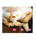 ねこ ゆるめ ふとめ（個別スタンプ：39）