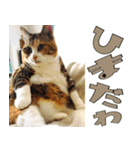 ねこ ゆるめ ふとめ（個別スタンプ：40）