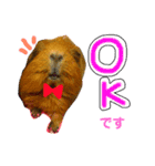 女子力高めなぷりんちゃん（個別スタンプ：9）