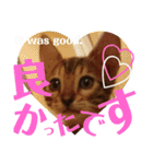 ベンガルLeonちゃん3（個別スタンプ：6）