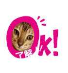 ベンガルLeonちゃん3（個別スタンプ：8）