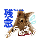 ベンガルLeonちゃん3（個別スタンプ：10）