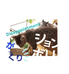 ベンガルLeonちゃん3（個別スタンプ：12）