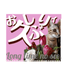 ベンガルLeonちゃん3（個別スタンプ：24）