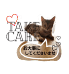 ベンガルLeonちゃん3（個別スタンプ：31）