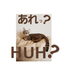 ベンガルLeonちゃん3（個別スタンプ：34）