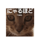 ベンガルLeonちゃん3（個別スタンプ：38）