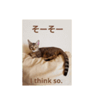 ベンガルLeonちゃん3（個別スタンプ：40）