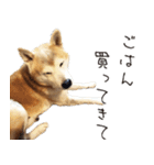 老犬 愛犬チビ（個別スタンプ：9）