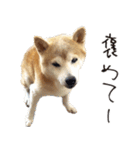 老犬 愛犬チビ（個別スタンプ：10）