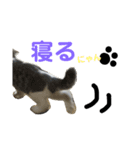 coco＊にゃんこ2（個別スタンプ：5）