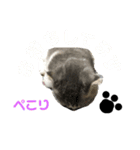 coco＊にゃんこ2（個別スタンプ：9）