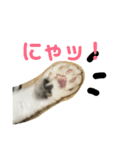 coco＊にゃんこ2（個別スタンプ：12）