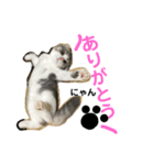coco＊にゃんこ2（個別スタンプ：15）